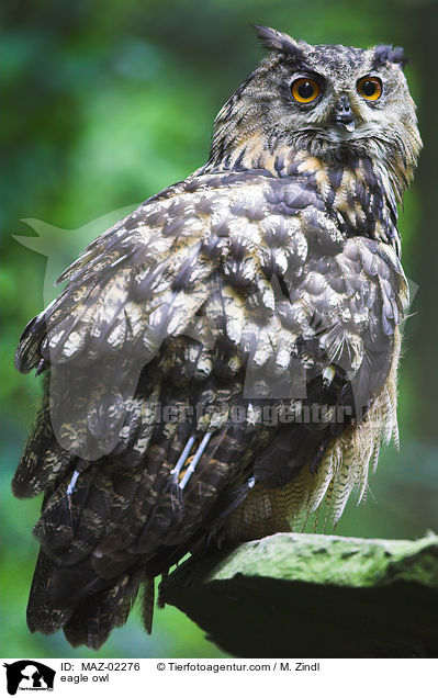 Uhu / eagle owl / MAZ-02276
