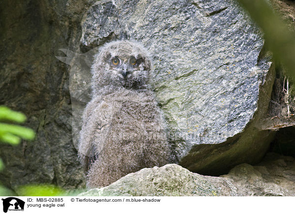 junge Uhu / young eagle owl / MBS-02885