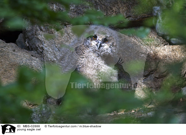 junge Uhu / young eagle owl / MBS-02888