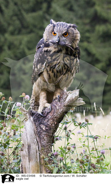 eagle owl / WS-03498