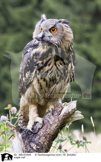 eagle owl / WS-03499