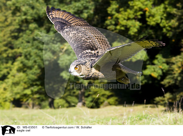 Uhu / eagle owl / WS-03501