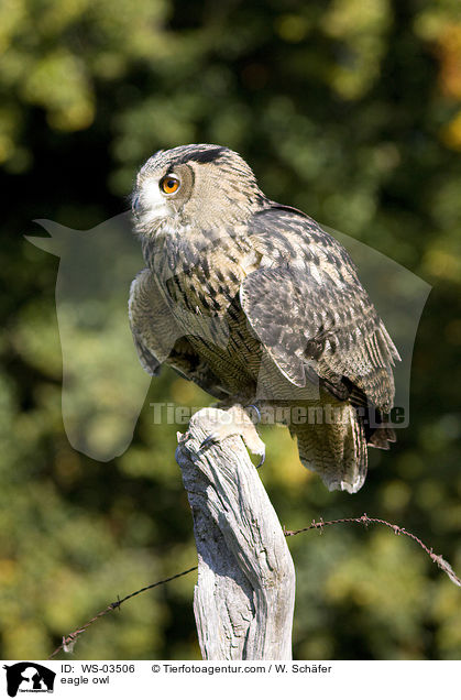 Uhu / eagle owl / WS-03506