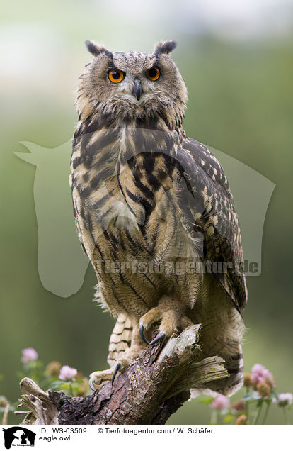 Uhu / eagle owl / WS-03509