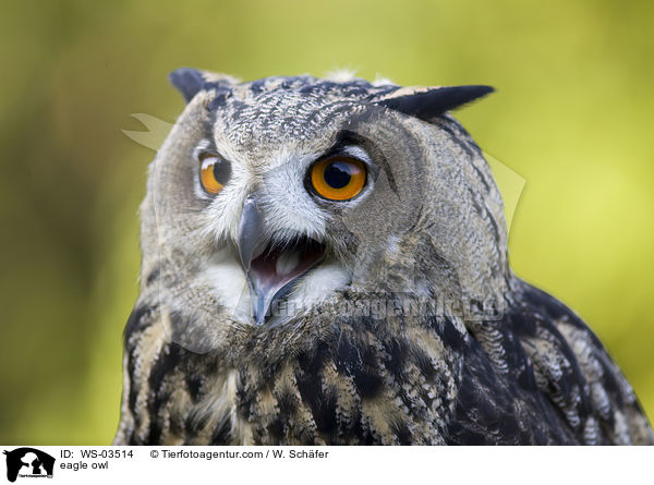Uhu / eagle owl / WS-03514