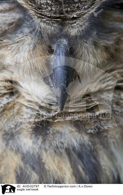 eagle owl beak / AVD-02797