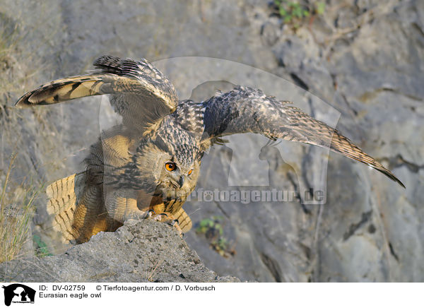 Uhu / Eurasian eagle owl / DV-02759