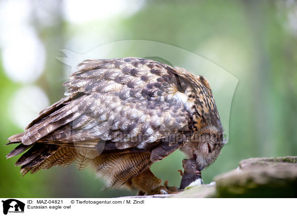 Eurasian eagle owl / MAZ-04821