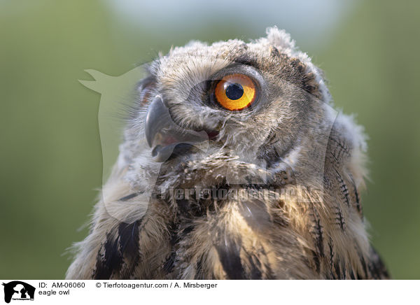 Uhu / eagle owl / AM-06060