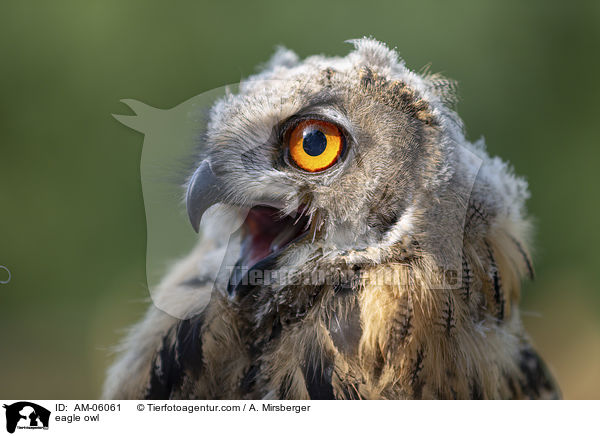 eagle owl / AM-06061