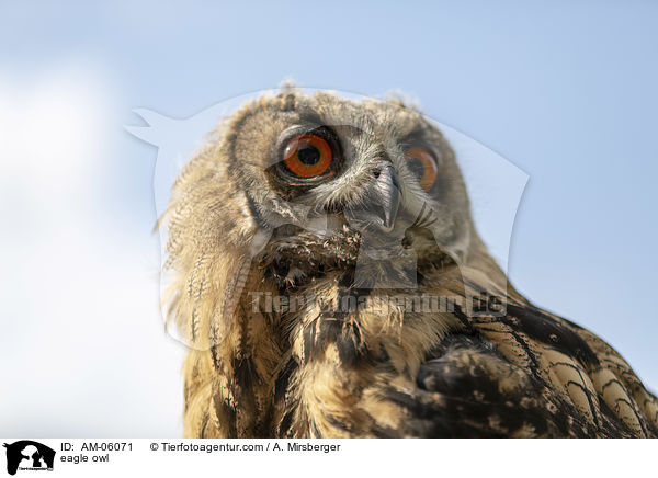 eagle owl / AM-06071