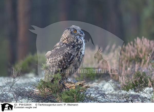 Uhu / Eurasian eagle owl / PW-02604