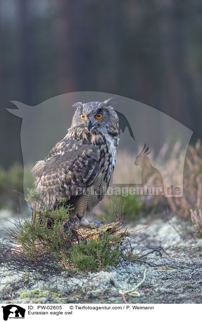 Uhu / Eurasian eagle owl / PW-02605
