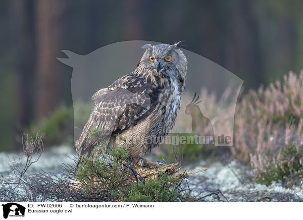 Uhu / Eurasian eagle owl / PW-02606