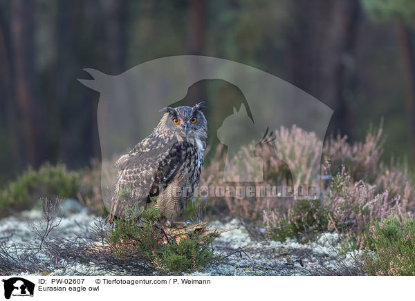 Uhu / Eurasian eagle owl / PW-02607