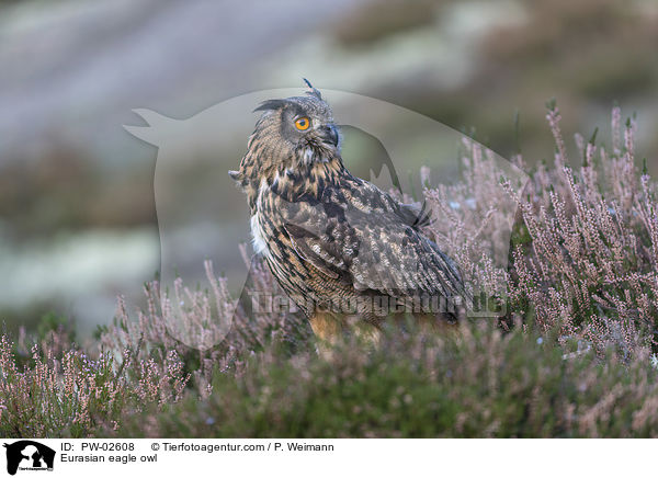 Uhu / Eurasian eagle owl / PW-02608