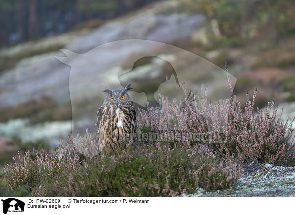 Uhu / Eurasian eagle owl / PW-02609