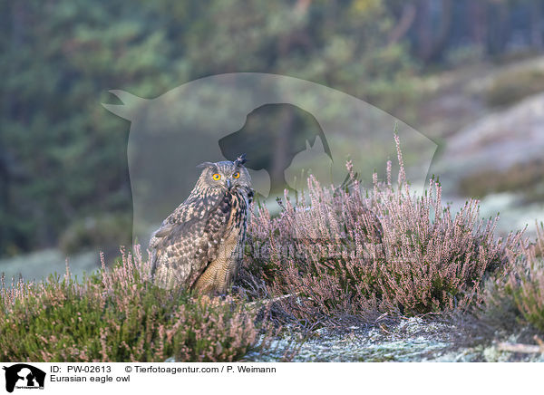 Uhu / Eurasian eagle owl / PW-02613