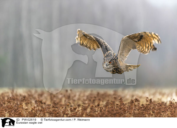 Eurasian eagle owl / PW-02619