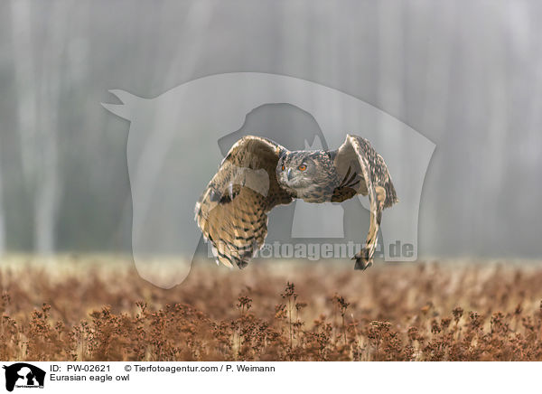 Eurasian eagle owl / PW-02621