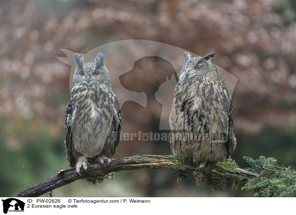 2 Eurasian eagle owls / PW-02626