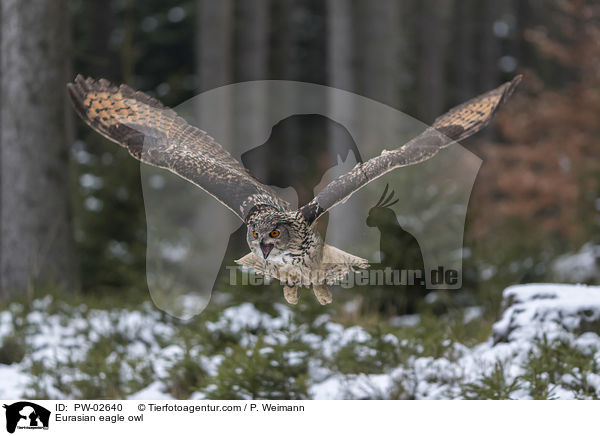 Eurasian eagle owl / PW-02640