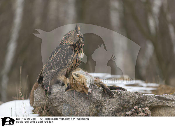 eagle owl with dead red fox / PW-06086