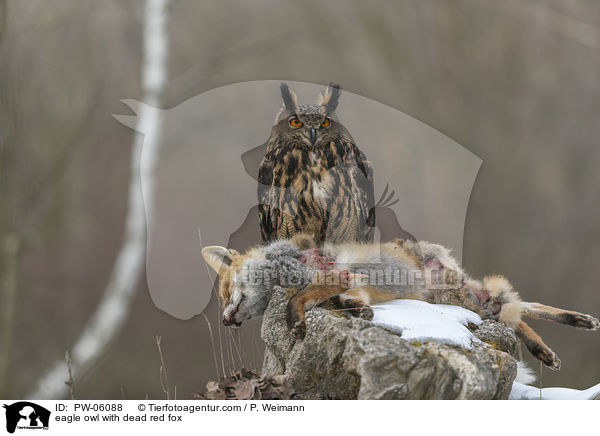 eagle owl with dead red fox / PW-06088