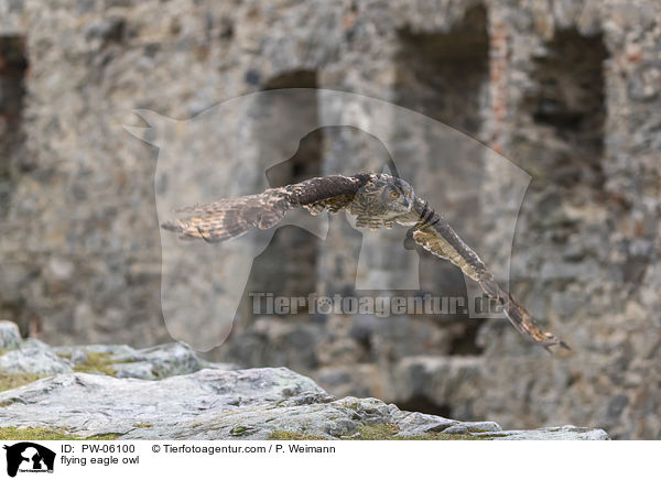 flying eagle owl / PW-06100