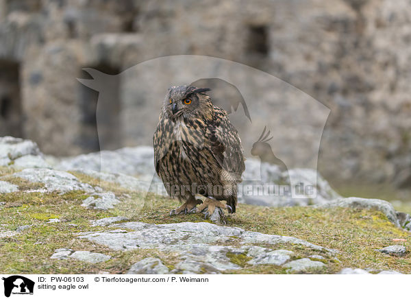 sitting eagle owl / PW-06103