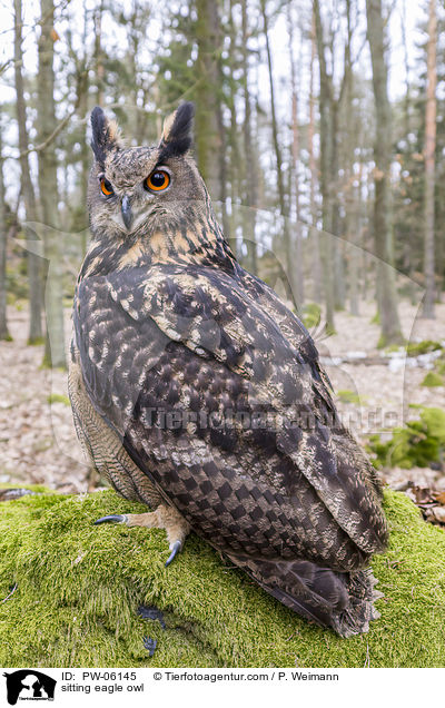 sitzender Uhu / sitting eagle owl / PW-06145