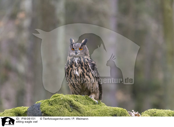 sitzender Uhu / sitting eagle owl / PW-06151