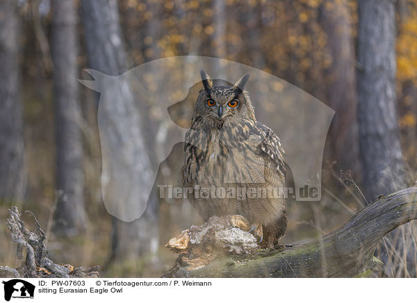 sitting Eurasian Eagle Owl / PW-07603