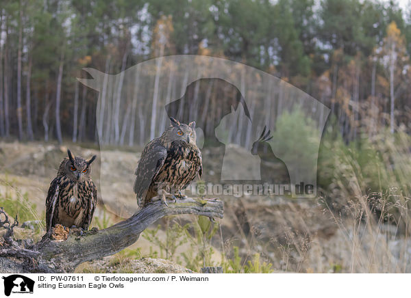 sitting Eurasian Eagle Owls / PW-07611