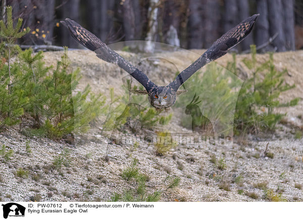 flying Eurasian Eagle Owl / PW-07612