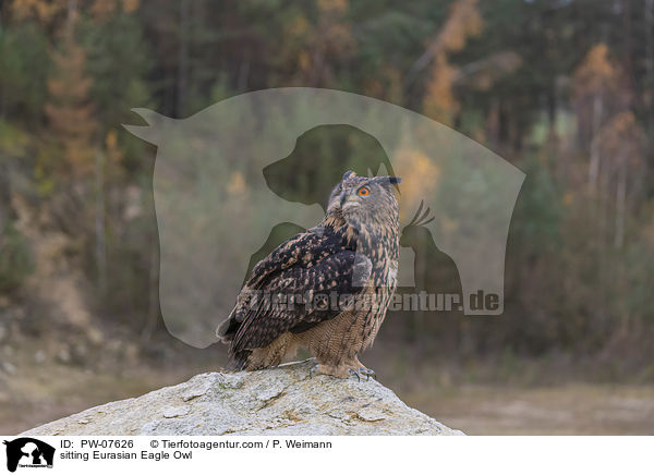 sitting Eurasian Eagle Owl / PW-07626