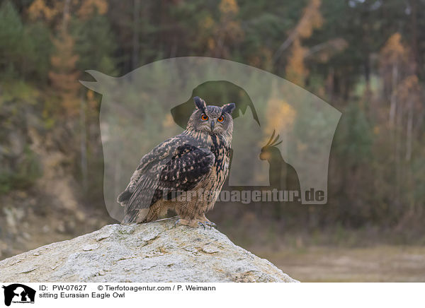 sitting Eurasian Eagle Owl / PW-07627