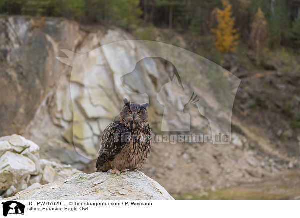 sitting Eurasian Eagle Owl / PW-07629