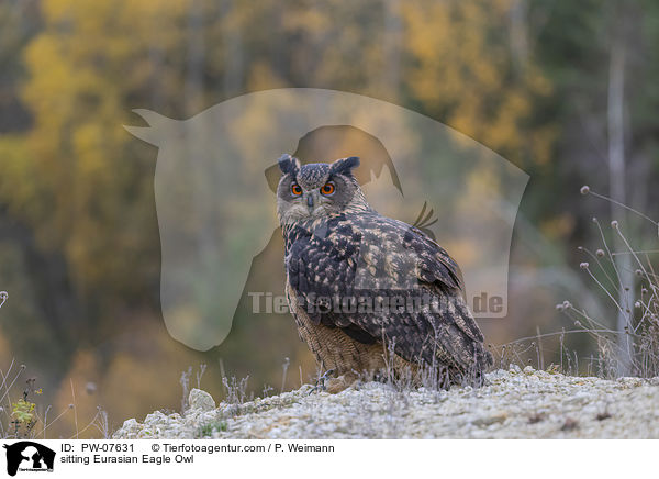 sitting Eurasian Eagle Owl / PW-07631