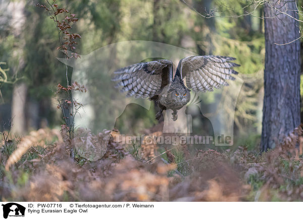 flying Eurasian Eagle Owl / PW-07716