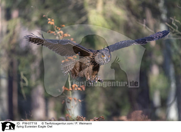 fliegender Uhu / flying Eurasian Eagle Owl / PW-07718