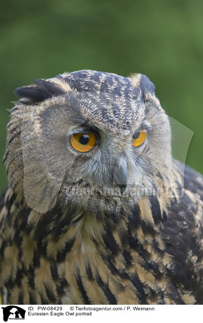 Eurasian Eagle Owl portrait / PW-08429