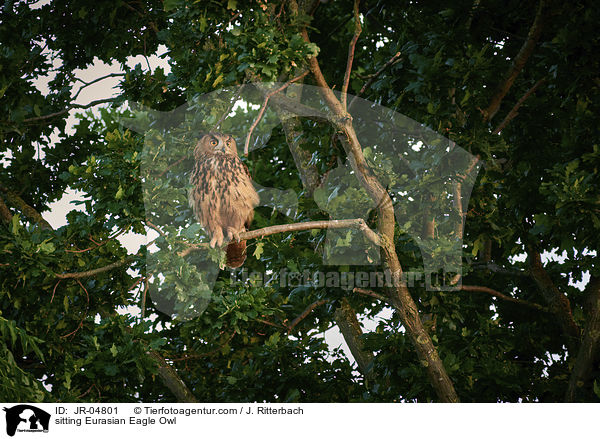 sitzender Uhu / sitting Eurasian Eagle Owl / JR-04801