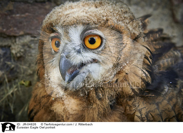 Uhu Portrait / Eurasian Eagle Owl portrait / JR-04826