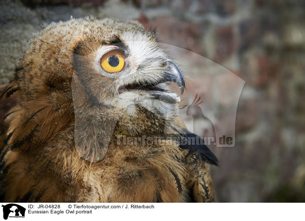 Uhu Portrait / Eurasian Eagle Owl portrait / JR-04828