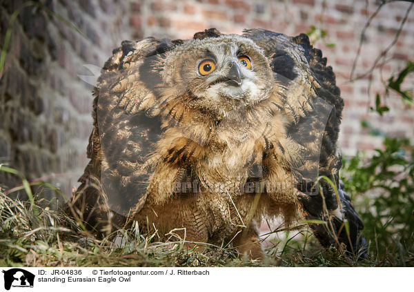 stehender Uhu / standing Eurasian Eagle Owl / JR-04836