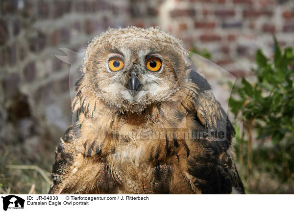Uhu Portrait / Eurasian Eagle Owl portrait / JR-04838