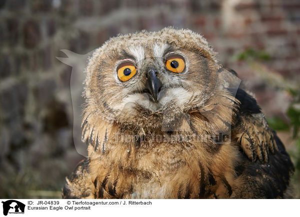 Uhu Portrait / Eurasian Eagle Owl portrait / JR-04839