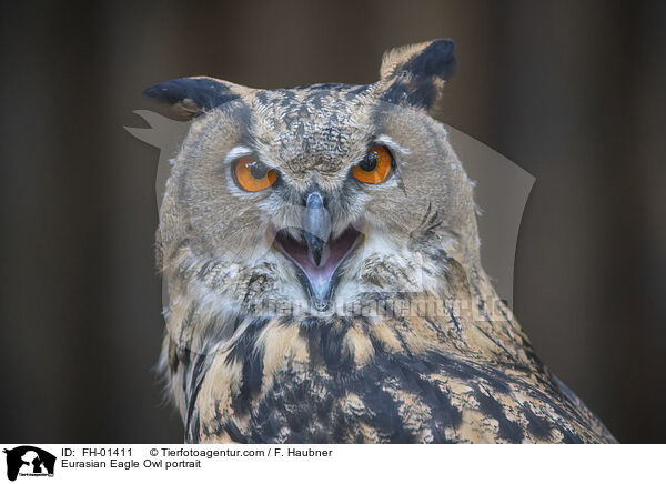 Uhu Portrait / Eurasian Eagle Owl portrait / FH-01411