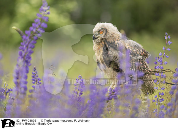 sitzender Uhu / sitting Eurasian Eagle Owl / PW-08803